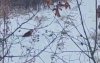 Гуляющая в Завитинском районе тигрица попала на видео