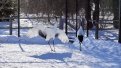 Журавлиная пара Снеговик и Нико может дать потомство этой весной. Фото: t.me/muraviovka_park