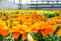 Более 320 тысяч цветов высадят в Благовещенске к лету. Фото: Алкесей Сухушин