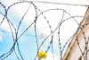 Известная в Благовещенске зоозащитница получила 5,5 года колонии за мошенничество
