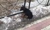 Уголовное дело за жестокое обращение с животным возбуждено в Благовещенске: щенка выкинули из окна