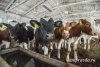 В районе Владимировских озер пожарные спасли из огня 21 корову