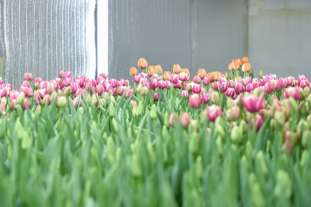 Вырастить тюльпаны на подоконнике: если посадить сейчас, расцветут зимой