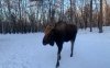 В Амурской области проводят конкурс имен для годовалых лосят