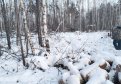 В Зейском районе будут судить лесоруба. Фото: Пресс-служба УФСБ России по Амурской области