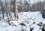 На жителя Зейского района завели уголовное дело за вырубку деревьев почти на 2 миллиона рублей