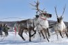 День оленевода и охотника отметят эвенки Селемджинского района и Тындинского округа