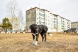 Как защититься от бешенства и что делать, если вас укусила собака