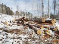 В Сковородинском районе лесорубы нарубили сосен на 3 миллиона рублей. Фото: t.me/amurles
