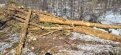Лесозаготовители незаконно срубили 124 сосны в Сковородинском районе. Фото: t.me/amurles