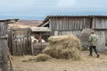 Виновники заноса африканской чумы свиней в Приамурье останутся без компенсации