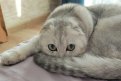 Весенний кот от читателей «Амурской правды»