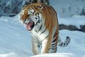 Первый приговор за фейк о тигре вынесен на Дальнем Востоке. Фото: pxhere.com
