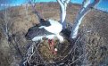 Камеры наблюдения за гнездом аистов зафиксировали первое яйцо. Фото: t.me/amur_birds
