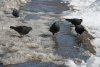 Резкую смену погоды в Амурской области прогнозируют синоптики