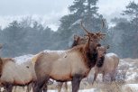 В Амурской области стало больше косуль, лосей и изюбрей