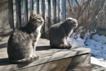 Кто самый мартовский кот Амурской области: АП подвела итоги фотоконкурса
