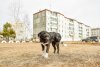 В Чигирях собака напала на ребенка