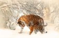 В Амурской области родился третий тигренок. Фото: pxhere.com