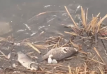 Жители Благовещенска обнаружили озеро с мертвой рыбой (видео)