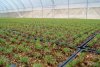 В Амурской области оборудовали холодильники для хранения молодых сеянцев