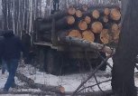 Двое амурчан незаконно вырубили 21 лиственницу в Магдагачинском районе
