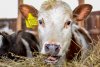 Зачем лампочки ферме: в рамках нацпроекта в Приамурье изучают причины потери молока