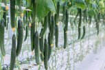 В Амурской области начинается строительство новых теплиц для выращивания огурцов и помидоров