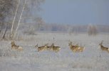 В лесу Зейского округа нашли ободранные туши двух косуль