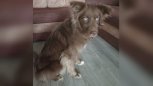 В Амурской области ищут временный дом для собаки мобилизованного бойца