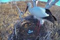 Экотропа по местам гнездования аистов появится в Березовском заказнике. Фото: Антон Сасин