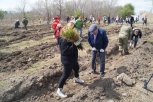 На традиционной акции «Сад Памяти» в Приамурье высадят более четырех тысяч деревьев