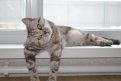 Весенний кот от читателей «Амурской правды»