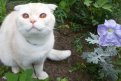 Весенний кот от читателей «Амурской правды».