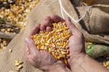 Семена кукурузы из Китая посадят в Амурской области