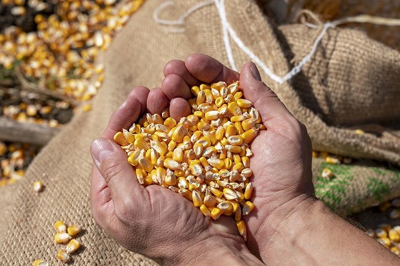 Семена кукурузы из Китая посадят в Амурской области. Фото: Алексей Сухушин