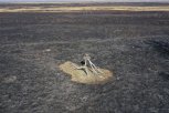Гнезда даурских журавлей дотла сгорели в Амурской области