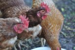 Четыре тысячи кур, гусей и уток проверят на птичий грипп в Амурской области