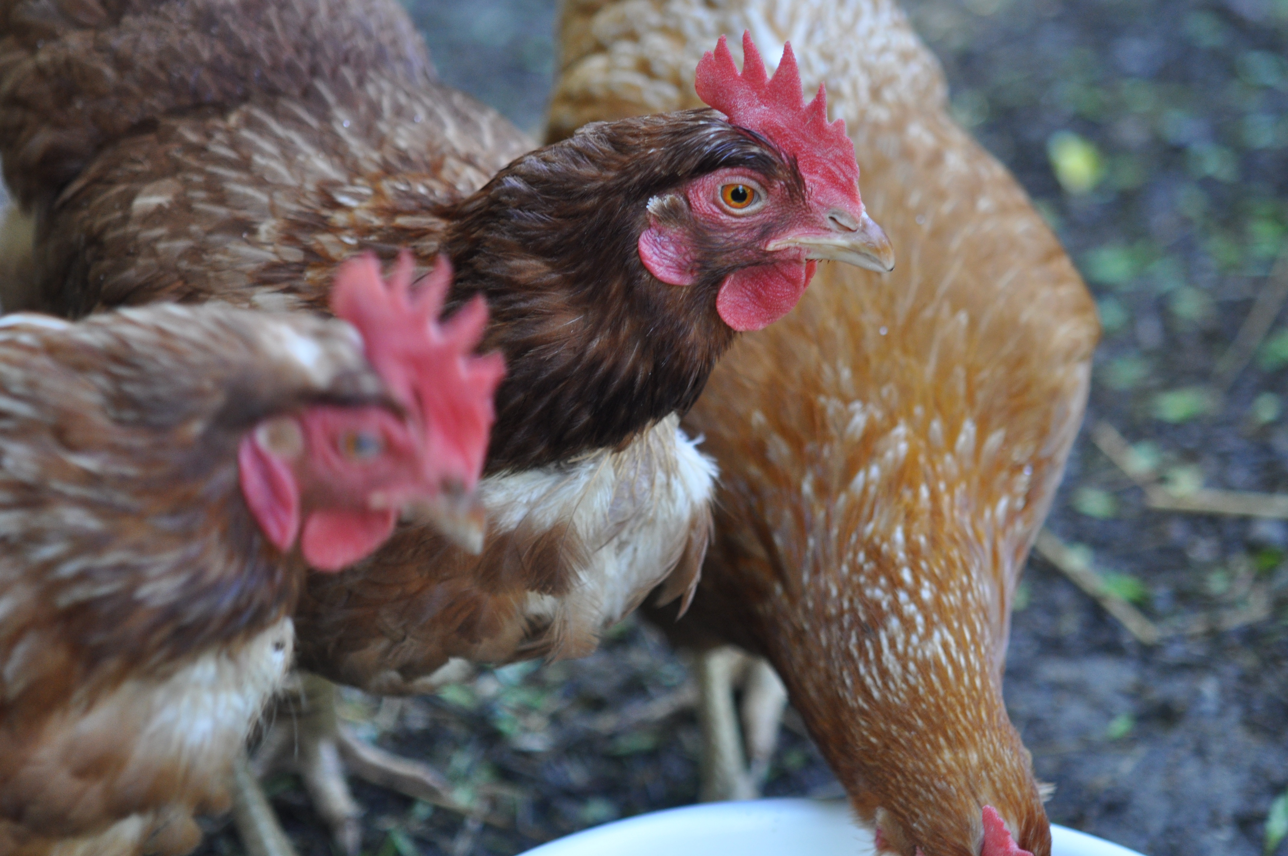 Четыре тысячи кур, гусей и уток проверят на птичий грипп в Амурской области. Фото: pxhere.com