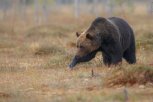 Два медведя погибли в ДТП в Приамурье