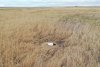 Японские журавли Снежинка и Подснежник решились на повторную кладку в Приамурье
