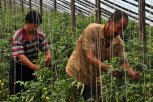 В Амурской области у аграриев заберут землю за использование труда мигрантов