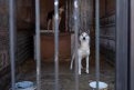 В Шимановске приют для бездомных животных ждет расширение. Фото: Владимир Воропаев
