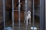 В шимановском приюте для животных до конца года построят 104 новых вольера