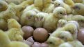 Свыше 14,7 миллиона рублей направят в Приамурье на поддержку производителей яиц. Фото: Архив АП