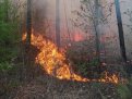 Два природных пожара потушили в Приамурье за сутки. Фото: t.me/amursiespasateli