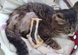 Волонтеры в Благовещенске собирают деньги на операцию коту с простреленной лапой
