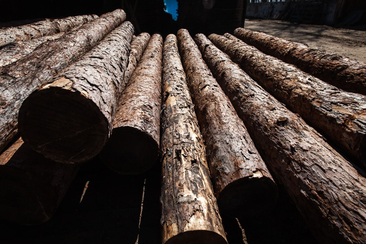 В Амурской области еще один «черный лесоруб» наказан за вырубку деревьев. Фото: Владимир Воропаев