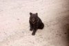 В Селемджинском районе автомобилисты прикормили трехмесячного медвежонка