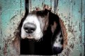 В Белогорском округе бешеная собака покусала свою хозяйку. Фото: pixabay.com